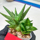 Sansevieria Yaya (PH5) | Rare Imported House Plants