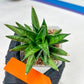 Sansevieria Yaya (PH5) | Rare Imported House Plants