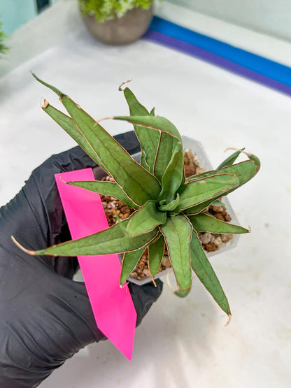 Sansevieria Stormy Silver (#PH6) | Rare Imported Hybrids