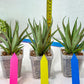 Sansevieria Stormy Silver (#PH6) | Rare Imported Hybrids
