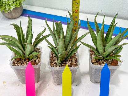 Sansevieria Stormy Silver (#PH6) | Rare Imported Hybrids