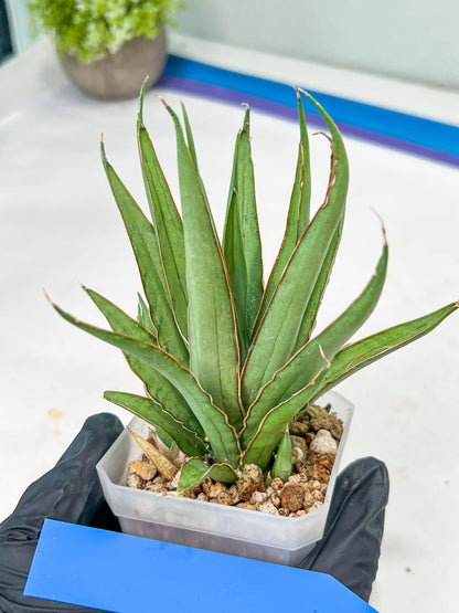 Sansevieria Stormy Silver (#PH6) | Rare Imported Hybrids