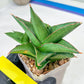 Sansevieria Bonny (PH9) | Rare Imported House Plants