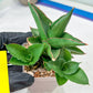 Sansevieria Bonny (PH9) | Rare Imported House Plants