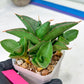 Sansevieria Bonny (PH9) | Rare Imported House Plants