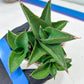 Sansevieria Bonny (PH9) | Rare Imported House Plants