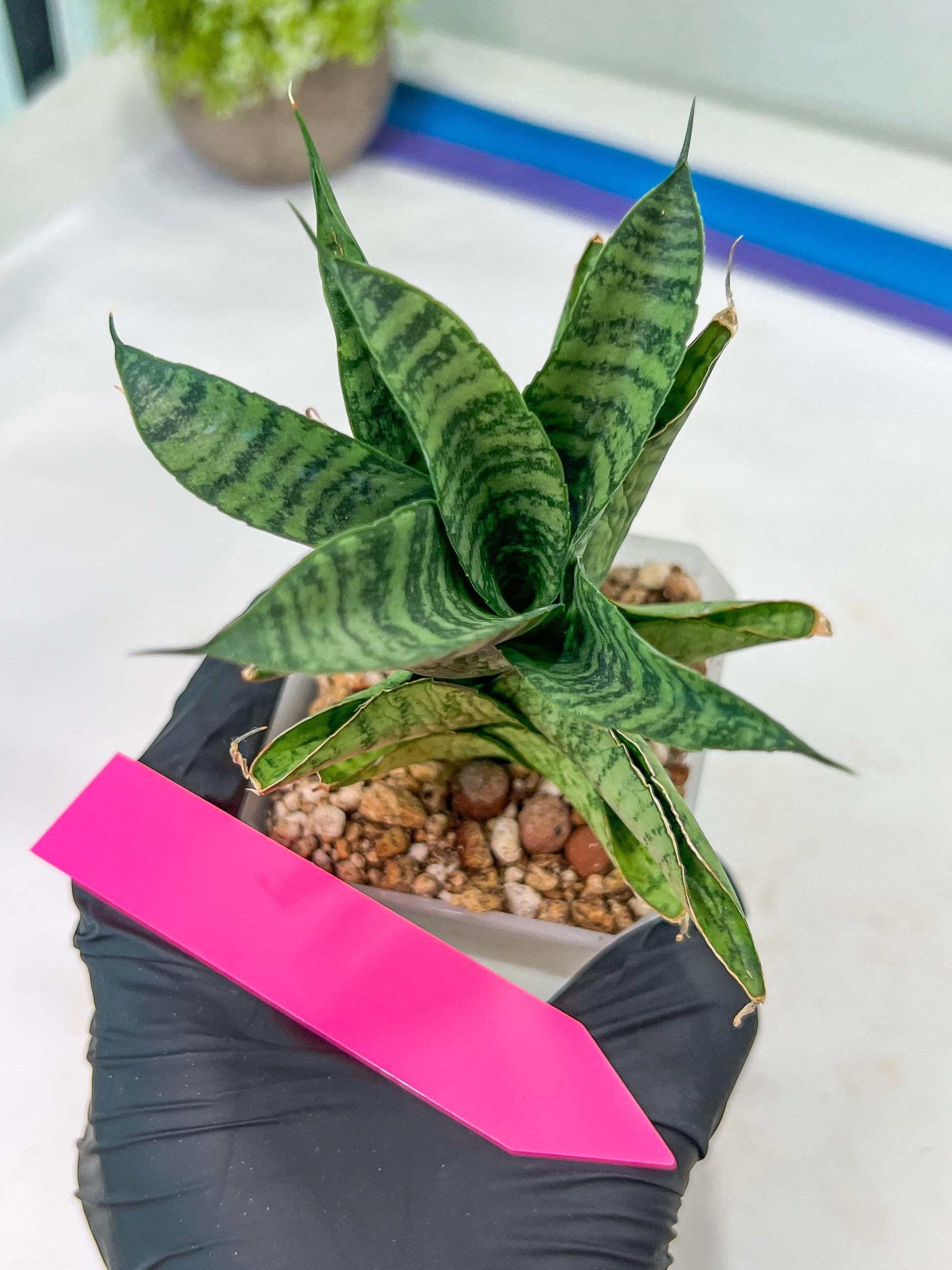 Sansevieria Piano (#PH10) | Rare Imported House Plants