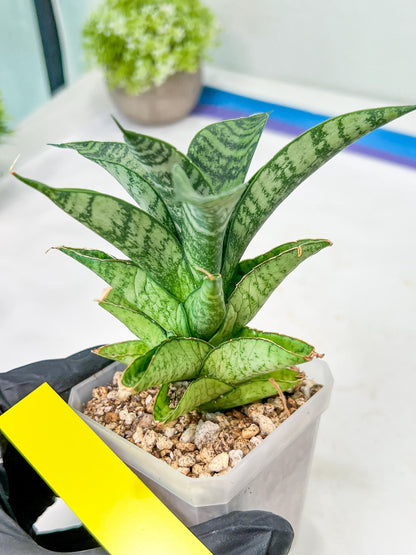 Sansevieria Piano (#PH10) | Rare Imported House Plants