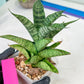 Sansevieria Piano (#PH10) | Rare Imported House Plants