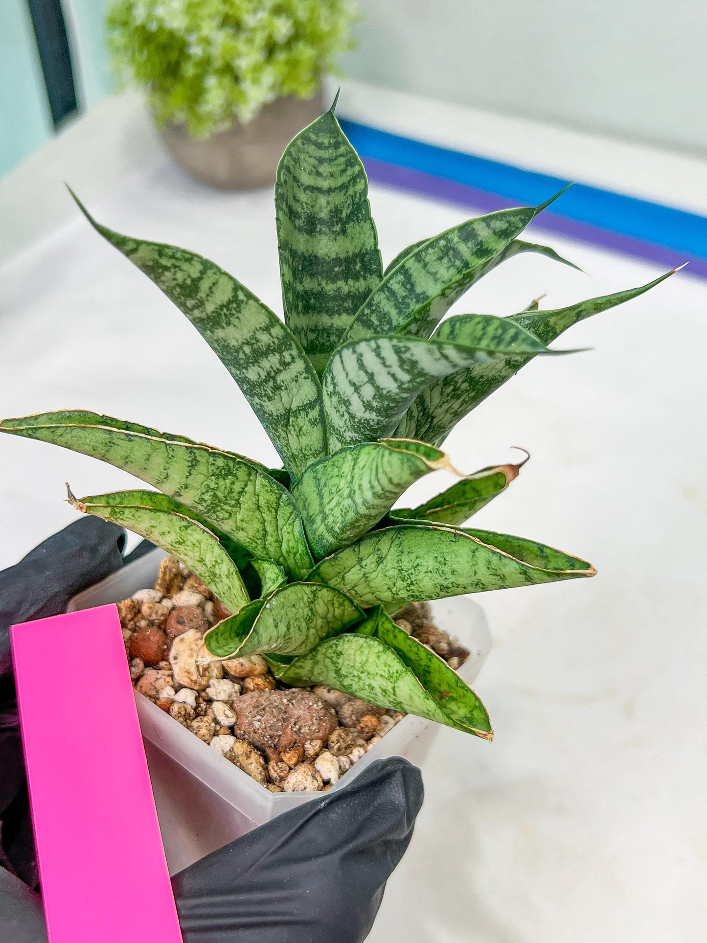 Sansevieria Piano (#PH10) | Rare Imported House Plants