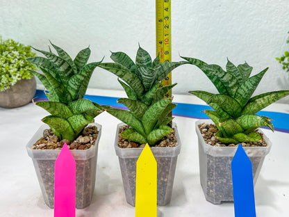 Sansevieria Piano (#PH10) | Rare Imported House Plants