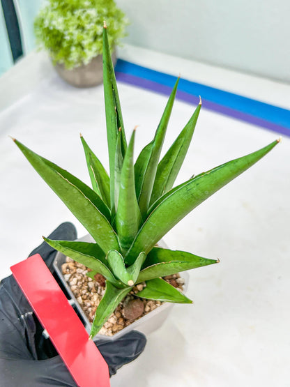 Sansevieria Silent Song (#PH11) | Rare Imported Hybrids