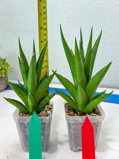 Sansevieria Silent Song (#PH11) | Rare Imported Hybrids