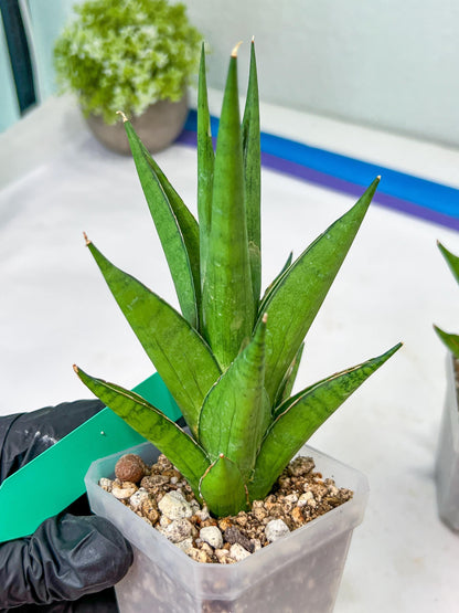 Sansevieria Silent Song (#PH11) | Rare Imported Hybrids
