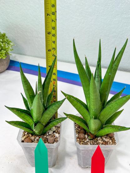 Sansevieria Silent Song (#PH11) | Rare Imported Hybrids