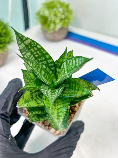 Sansevieria Ehrendel (#PH12) | Rare Imported House Plants