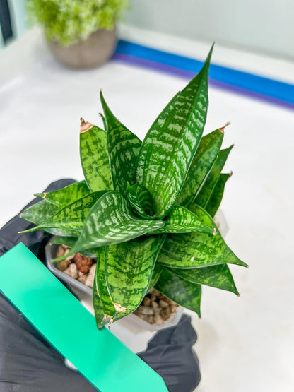 Sansevieria Ehrendel (#PH12) | Rare Imported House Plants