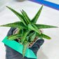 Sansevieria Icicle (#PH23) | Rare Imported House Plants