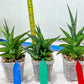 Sansevieria Icicle (#PH23) | Rare Imported House Plants
