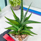 Sansevieria Icicle (#PH23) | Rare Imported House Plants