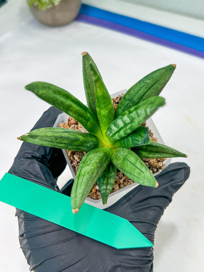 Sansevieria Hedgehog (#PH24) | Rare Imported Hybrids