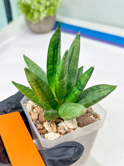 Sansevieria Hedgehog (#PH24) | Rare Imported Hybrids