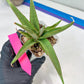 Sansevieria Chao Praya (PH26) | Rare Imported Hybrids