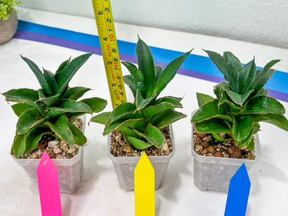 Sansevieria Emerald (#PH27) | Rare Imported House Plants