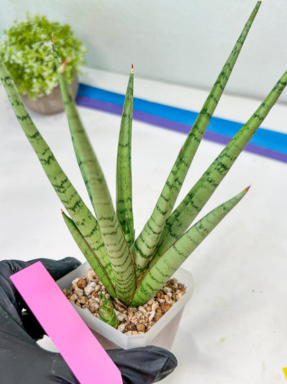 Sansevieria Guletta (#PH16) | Rare Imported Hybrids