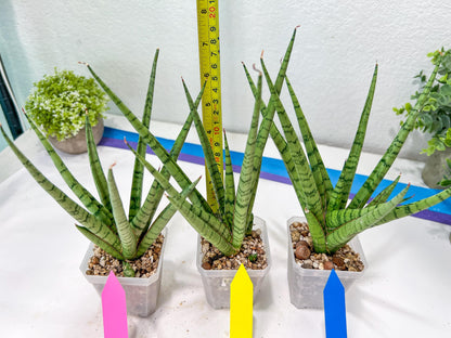 Sansevieria Guletta (#PH16) | Rare Imported Hybrids