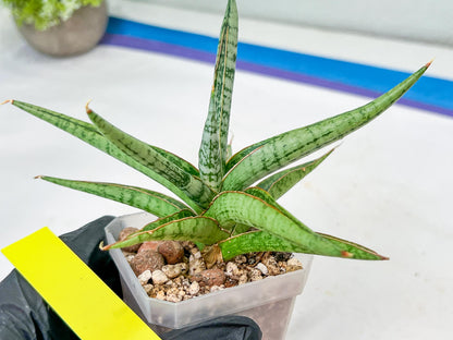 Sansevieria Trident (PH18) | Imported Indoor Snake Plant