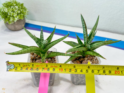 Sansevieria Trident (PH18) | Imported Indoor Snake Plant