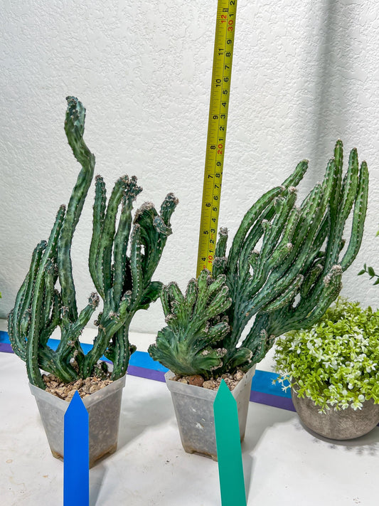 Bizarre Monvillea spegazzinii cristata monstruosa cactus | Import