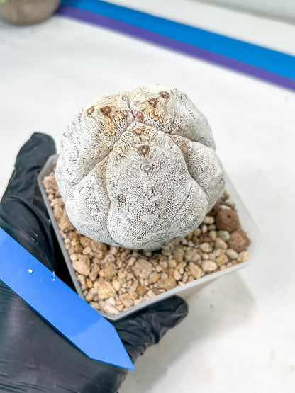 Rare Myriostigma Cactus: Imported Exotic Succulent