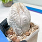 Rare Cactus Type 1 | Myriostigma | Imported Cactus | Rare Succulent