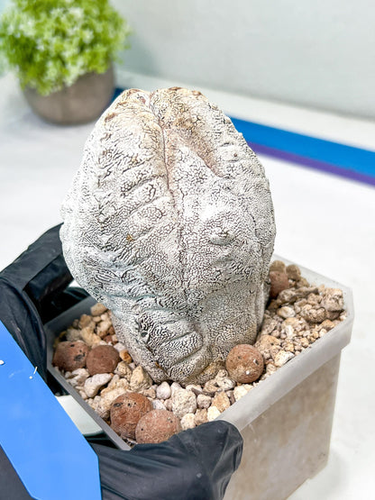Rare Myriostigma Cactus: Imported Exotic Succulent