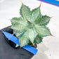 Agave Becky | Rare Import