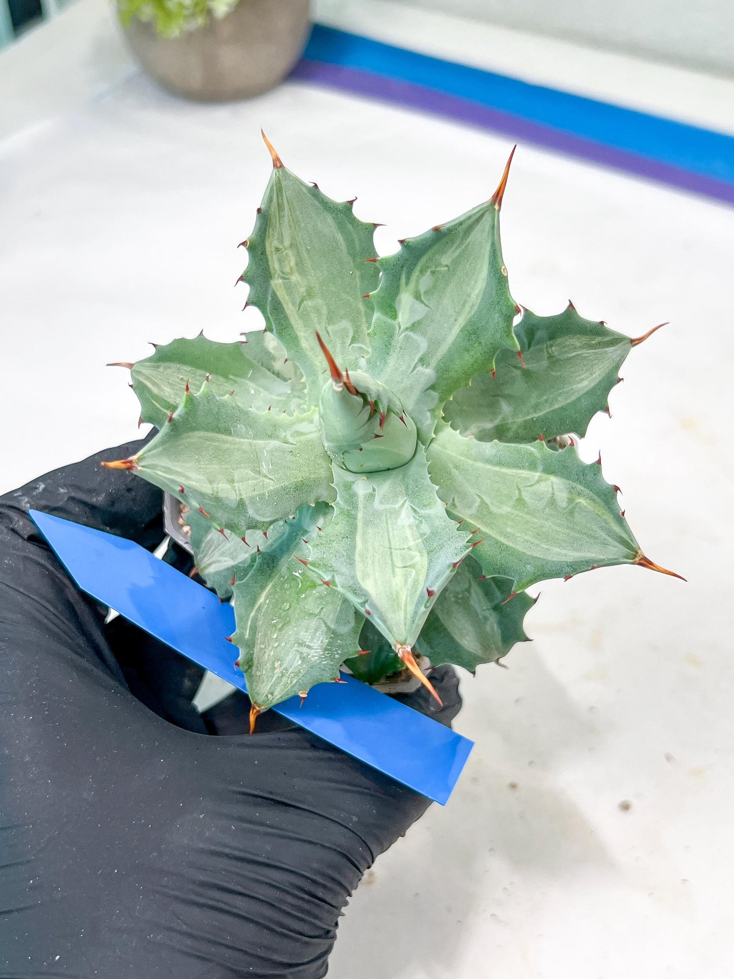 Agave Becky | Rare Import