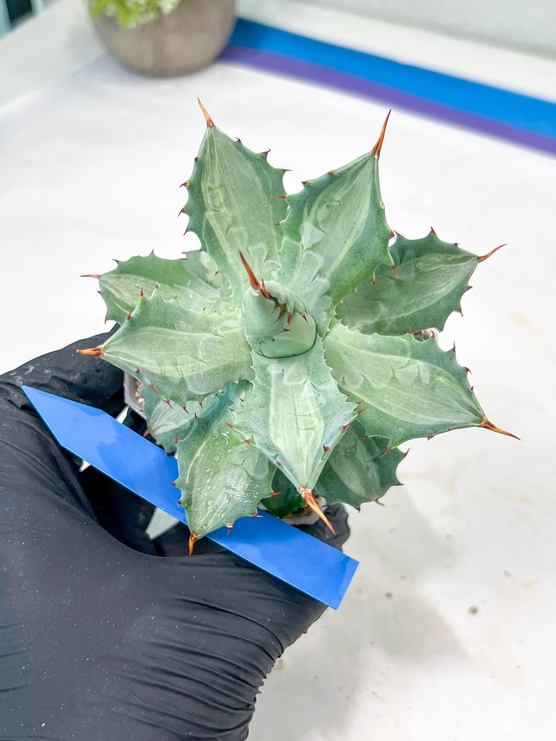 Agave Becky | Rare Import