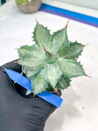 Agave Becky | Rare Import