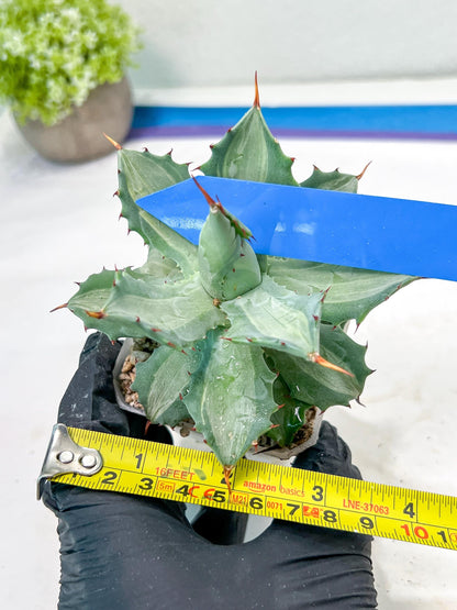 Agave Becky | Rare Import