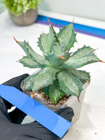 Agave Becky | Rare Import