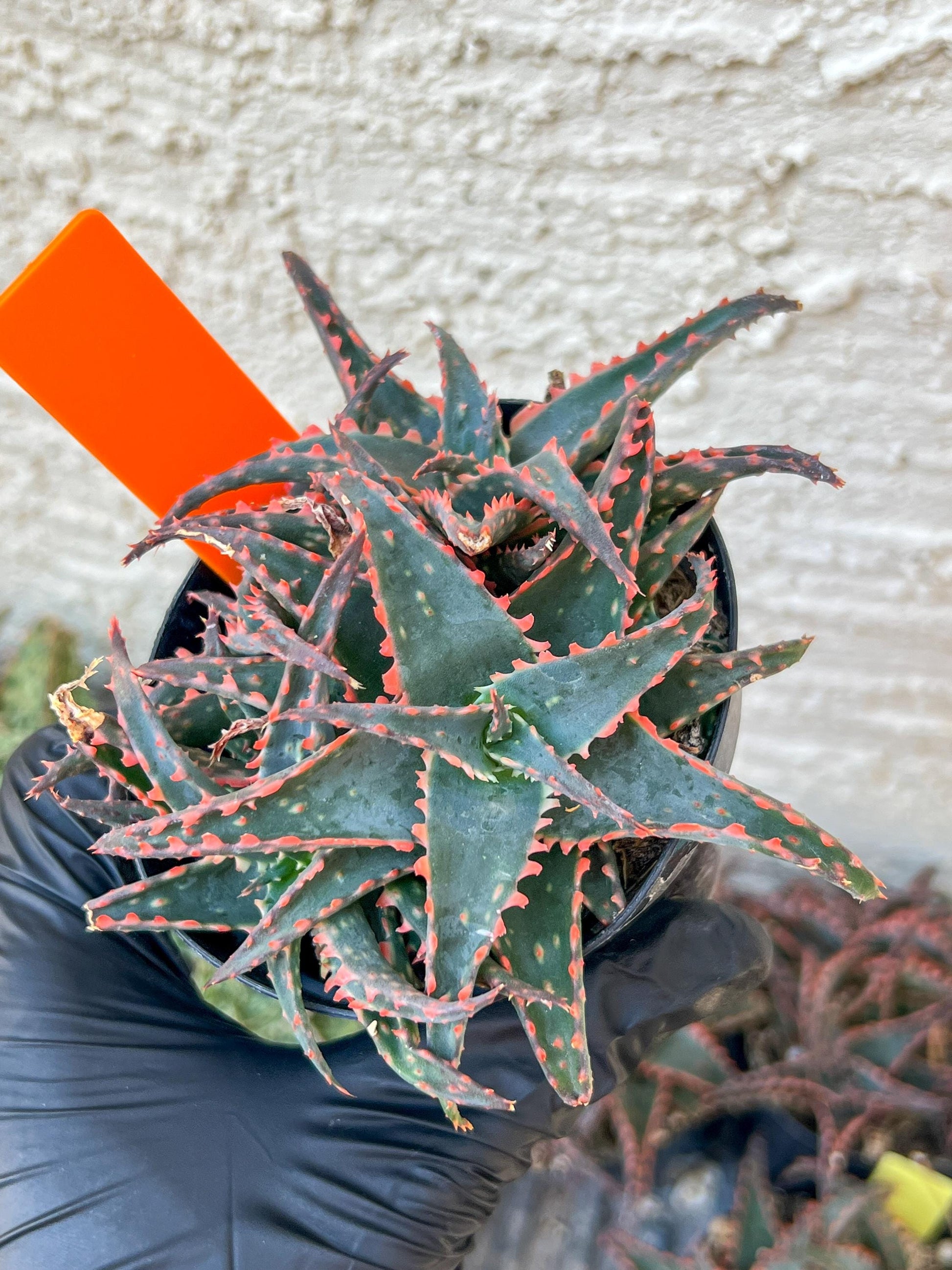 Aloe Christmas Sleigh | Rare aloe plant | Rare succulent | 3.5" Planter