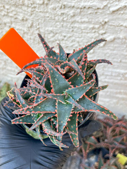 Aloe Christmas Sleigh | Rare aloe plant | Rare succulent | 3.5" Planter