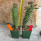 Monadenium Guentheri 2.0 | Imported Cactus | Rare Succulent