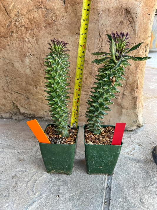 Monadenium Guentheri 2.0 | Imported Cactus | Rare Succulent