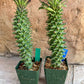 Monadenium Guentheri 2.0 | Imported Cactus | Rare Succulent