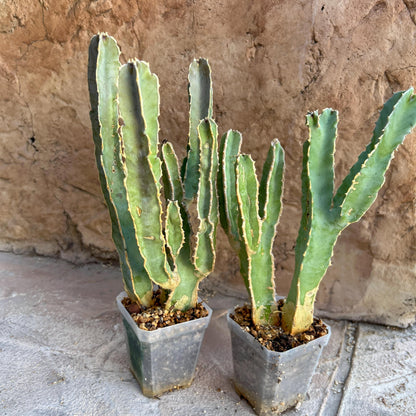 Ammak 'Green' | Rare Imported Plants | 2.5" Pot