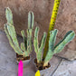 Ammak 'Green' | Rare Imported Plants | 2.5" Pot