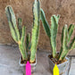 Ammak 'Green' | Rare Imported Plants | 2.5" Pot